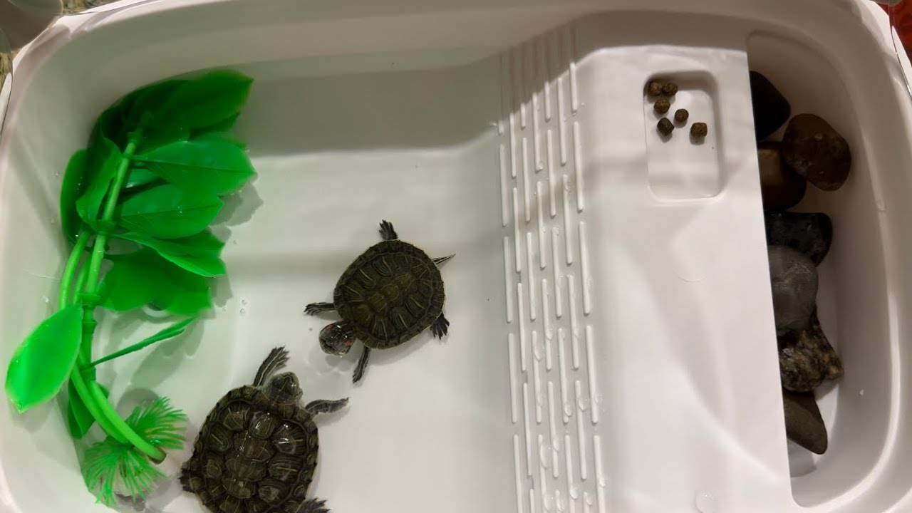 Turtle Tank Aquarium Tortoise Terrarium with Basking Platform Reptile Habitat  Unboxing