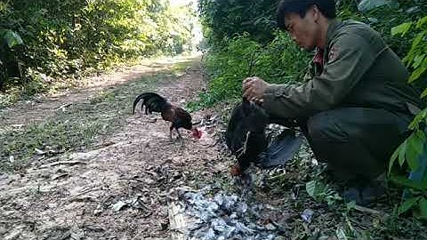 Dib qaib qus ຕໍ່ໄກ່ປາ່