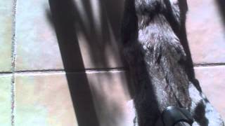 Gata Tolerante E Asseada