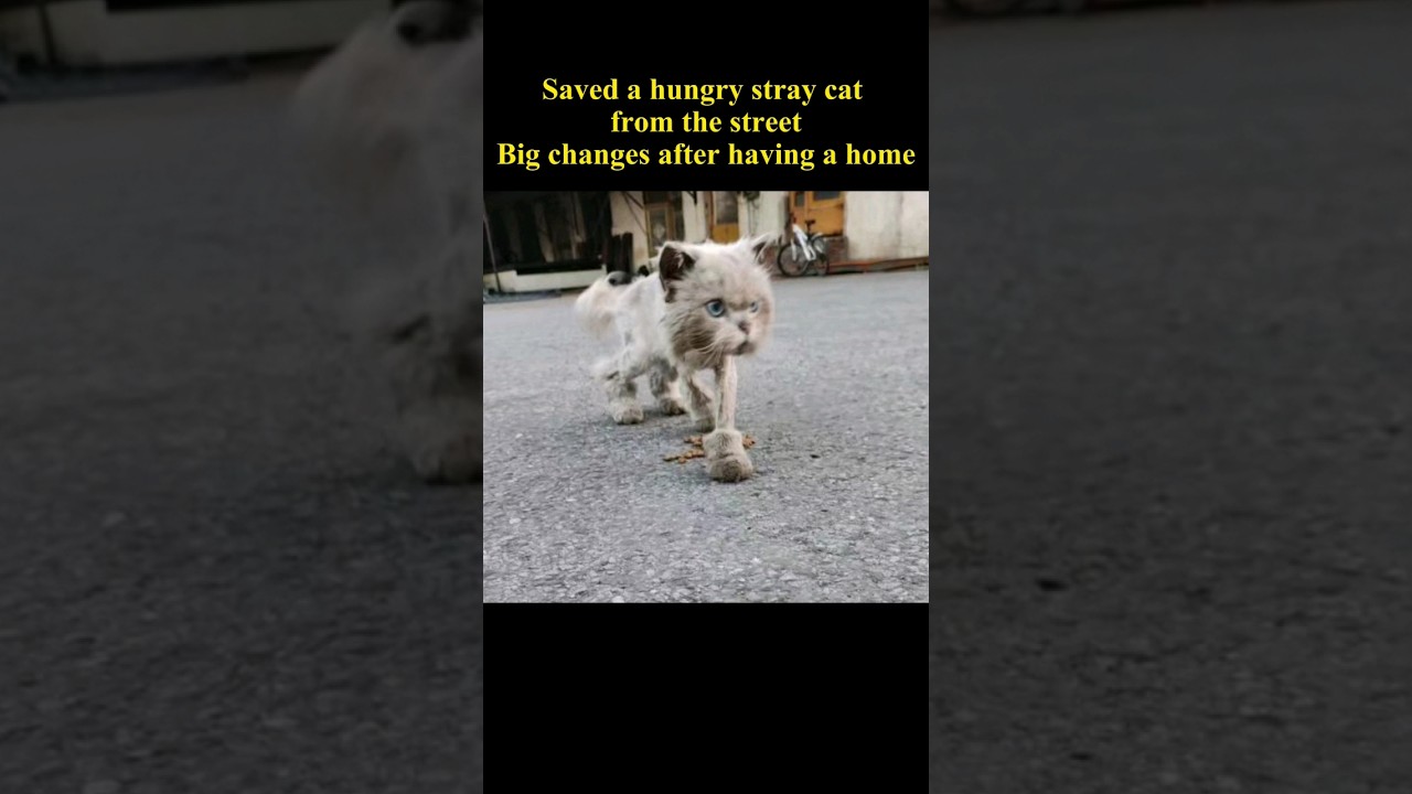 Hungry stray cat finds home