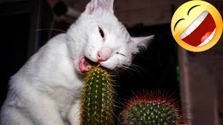 Most Hilarious Dog And Cat Videos 🐈😘🐕 - Best Funny Thoughts And Actions Of Animals 🤣 #9