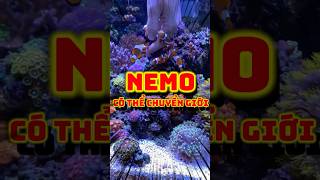 🐠 Sự thật về Nemo còn bất ngờ hơn cả trong phim! Bạn biết điều này chưa?