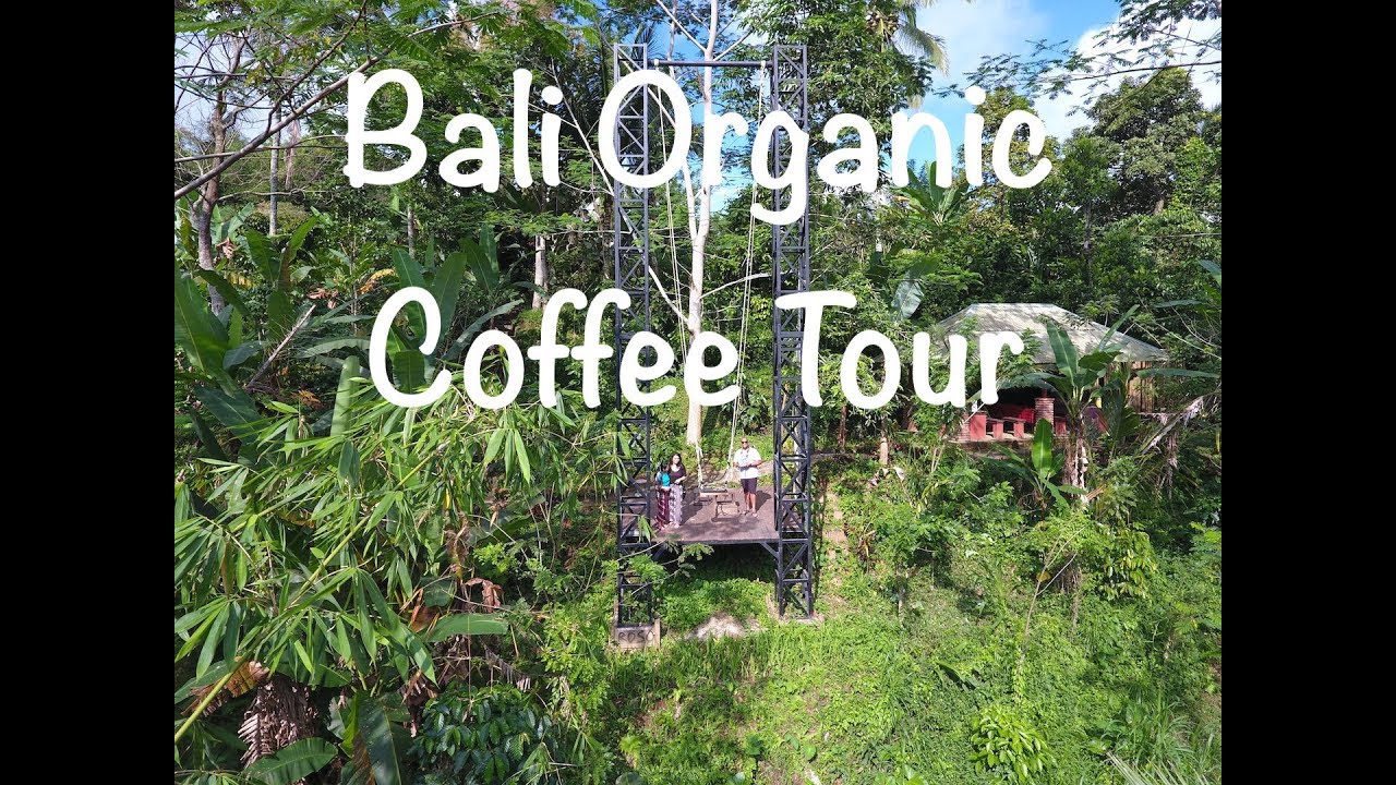 Bali Organic Coffee and Cacao Farm Tour