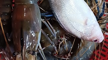 một ngày câu tôm song và thành quả của một ngày câu tôm quá đã#fishing#chê miền tây