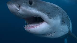 When Does 'Shark Week' Start in 2018? Complete TV Schedule of Discovery Channel Programs