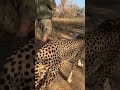 Walk With A Cheetah 👀🐆 | African Dream Tour Hoedspruit #shorts