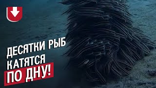 Рыбы собрались в стаю странной формы и «катятся» по дну