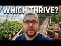 Polytunnel vs. Outdoors: Which Plants Thrive Better?
