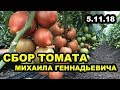 Сбор томатов у Михаила Геннадьевича, состояние на 5 ноября 2018