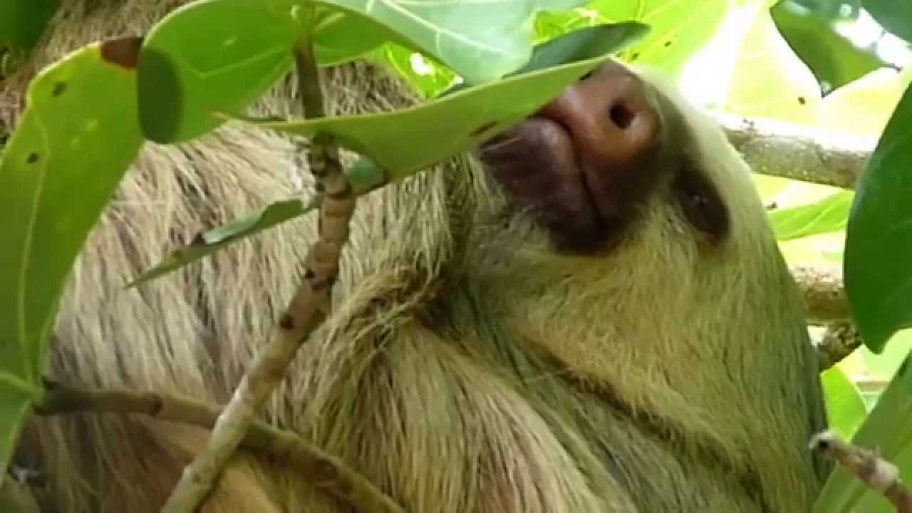 2 toed sloth hanging in a tree / 2-Finger-Faultier / Paresseux / Perezoso, Costa Rica süß 意味