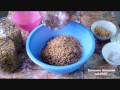 Вешенка. Подготовка зерна для мицелия (1 часть)
