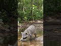 Este animal abre cosas como si tuviera manos 😳🦝 #shorts #sabiasque #animales #curiosidades #natural