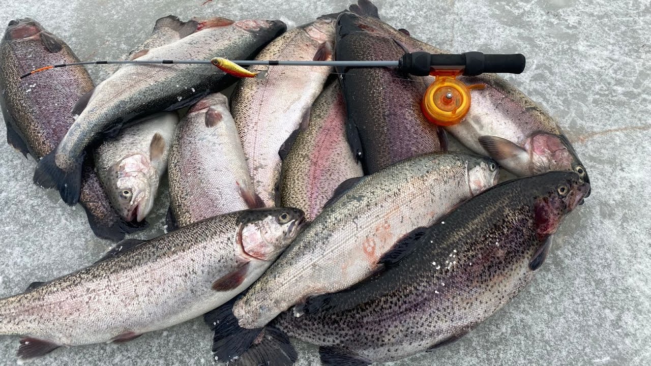 Эта приманка работает всегда!!! Как форель атакует подо льдом. Зимняя рыбалка в РК Кутузово.