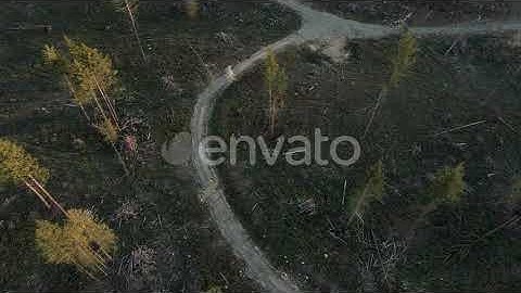 Deforestation Drone Video Over Clear Cut Forest Trees On Logging Road | Stock Footage - Envato e...