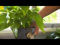 Plants Potted With Landscaping