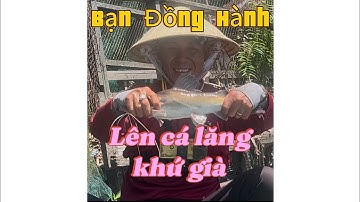 Câu cá mè vinh mồi ngò rí(Bạn Câu chung lên cá lăng khủng)