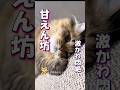 飼い主めろめろ甘えん坊な猫ちゃん #海外 #動物 #funnyanimals