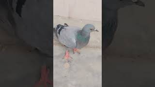 radhu n ki pigeon ki help use khana dia vo ud ni pa rha h use injury hui h #shortvideo #pigeon