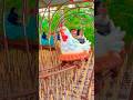 Seru naik wahana ayam lucu mata melotot #chicken #cocomelon #short #trending