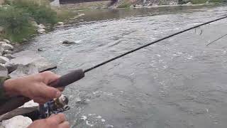 Rainbow trout are jumping! by Red Richardson 75 views 1 year ago 2 minutes, 34 seconds