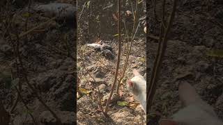 ইদুরে মাছ ধরে 🤣  #shorts #youtubeshorts #funny #fun #rat #cat #farming #organicfarming