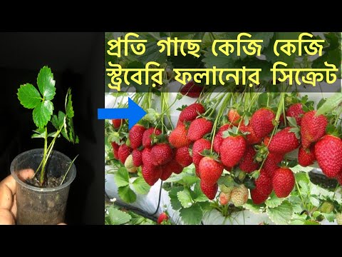 এক একটি গাছে এক কেজি স্ট্রবেরি | টবে স্ট্রবেরি গাছ | how to grow tons of strawberry in pot