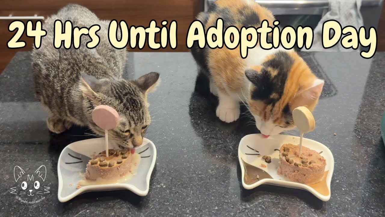 Our Last 24 Hours Together 🥺 | Foster Kittens Goose 🪿 & Maple 🍁