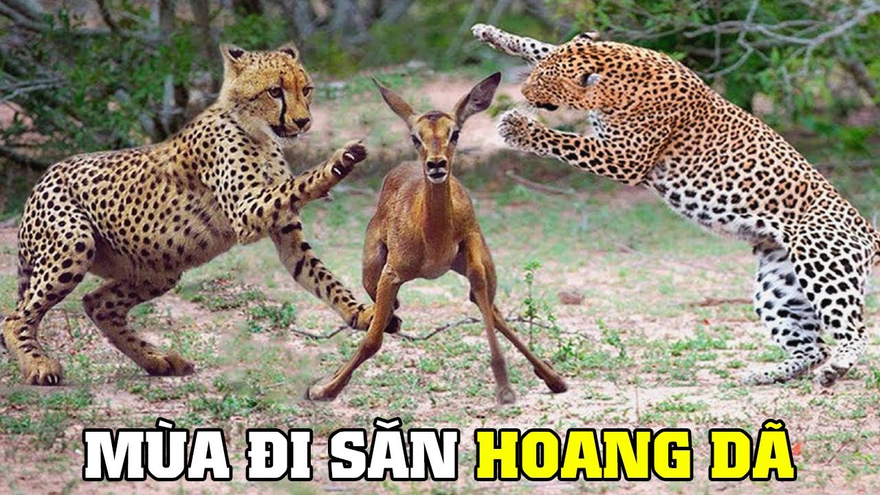 ⁣Săn Mồi Trong Hoang Dã [REPLAY] | Khám Phá Thế Giới Động Vật Hoang Dã