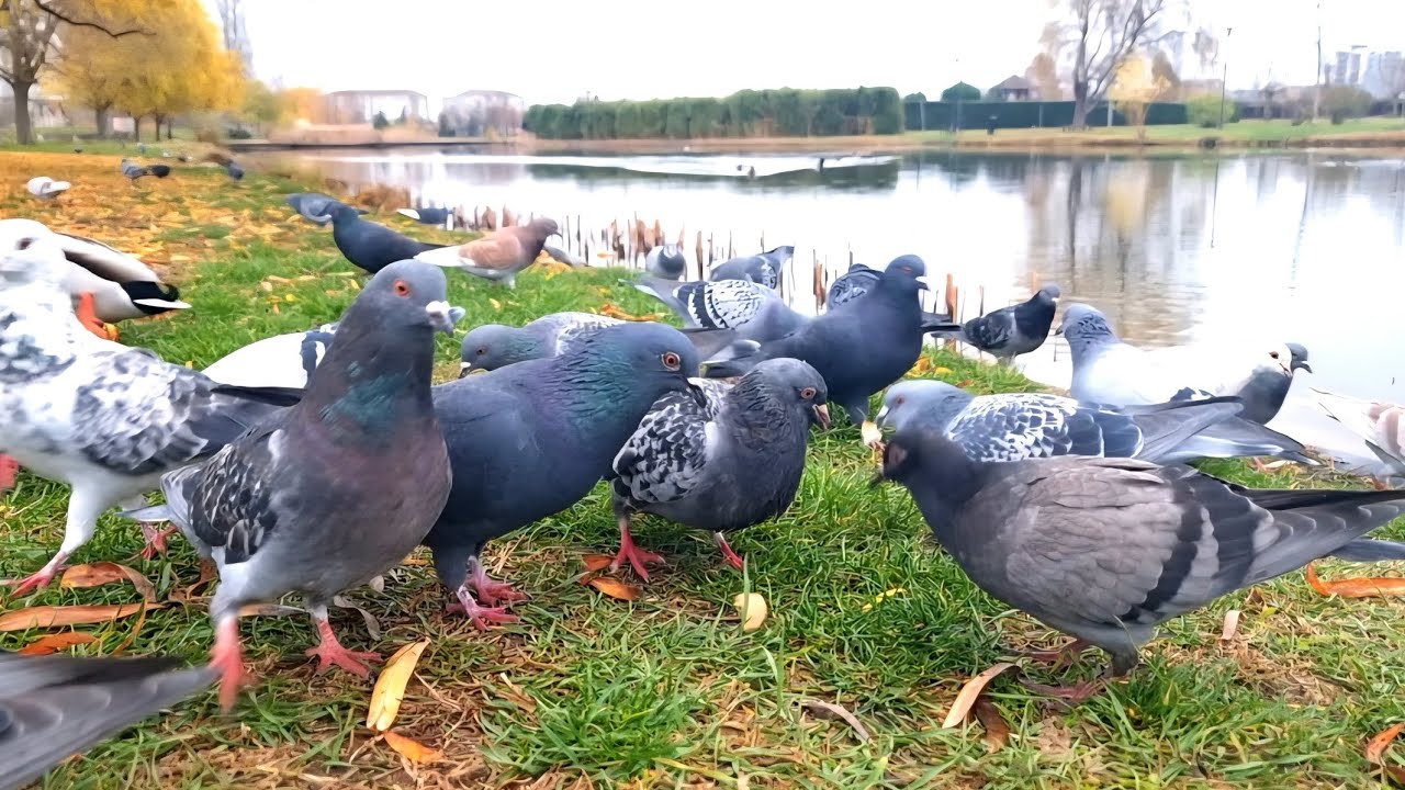 Hungry pigeons on the lake shore🕊🍴🐦