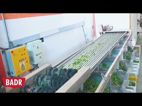 مراحل تولید خیار شور در کارخانه بدر