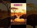 #Wild moments captured/Lion and Buffalo Face-to-Face | Power, Survival & Wild Instincts#shorts