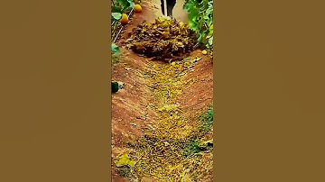 Cara cerdas membersihkan daun kering di ladang #shorts