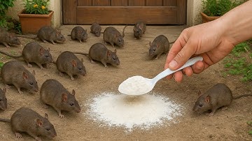 CAN YOU BELIEVE THIS! MICE AND RATS RUN AWAY IMMEDIATELY