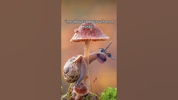 When You Pour Salt On The Wrong Snail...
