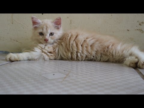 Video: Cara Menghilangkan Kekusutan Pada Kucing