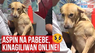 Aspin na pabebe, kinagiliwan online! | GMA Integrated Newsfeed