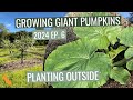 Ep 6  planting giant pumpkins outside  growing giant pumpkins 2024