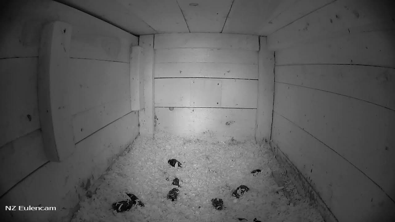 24.02.2026 -a Schleiereulenkasten