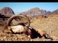 BEZOARD HUNTING (Chasse) in IRAN since 1997 by Seladang