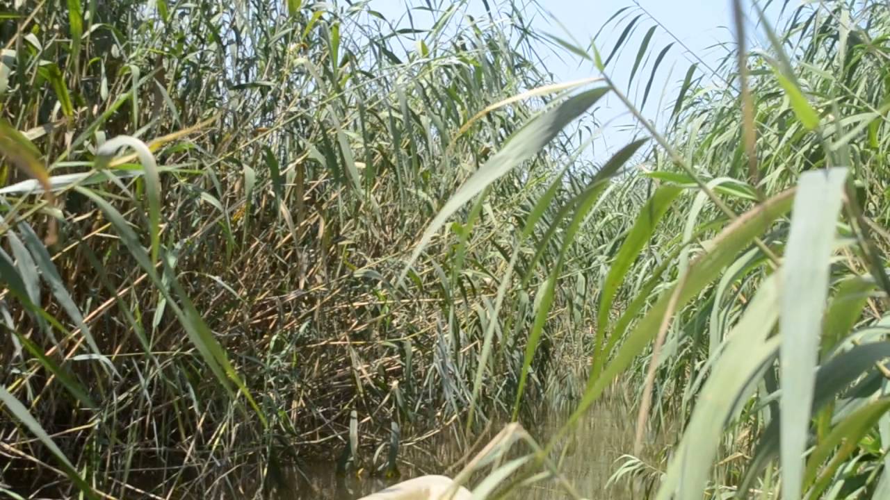 Как называется устье волги