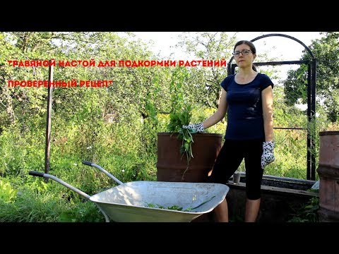 Видео: Преимущества удобрения из мать-и-мачехи - подкормка растений чаем из мать-и-мачехи