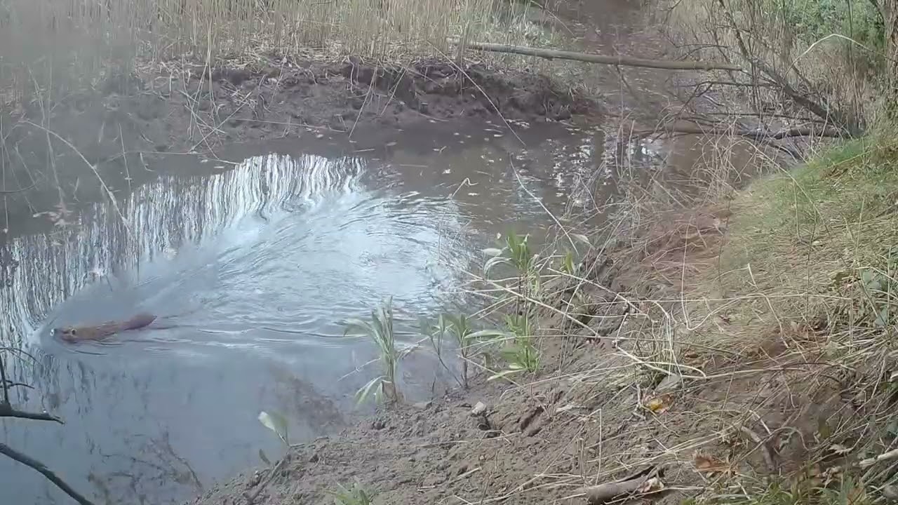 En la ribera de un río (invierno 2025)