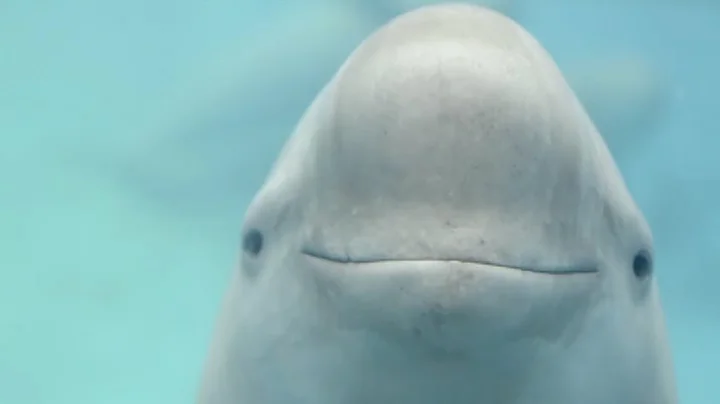 The world's second artificially raised baby finless porpoise celebrates its 100-day birthday - DayDayNews