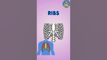 Know Your Bones | Human Body | Science for Kids | My Bones