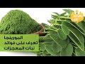 فوائد المورينجا تعرف على نبات المعجزات