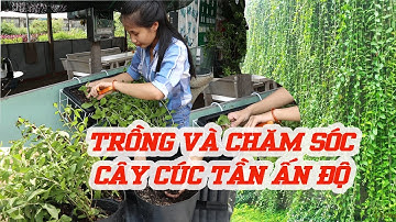 Chia Sẻ Bí Quyết Trồng Và Chăm Sóc Cây Cúc Tần - Dây Cúc Tần Ấn Độ Chống Nắng