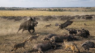 УЖАСНАЯ Тайна Исчезновения Диких Кабанов screenshot 3