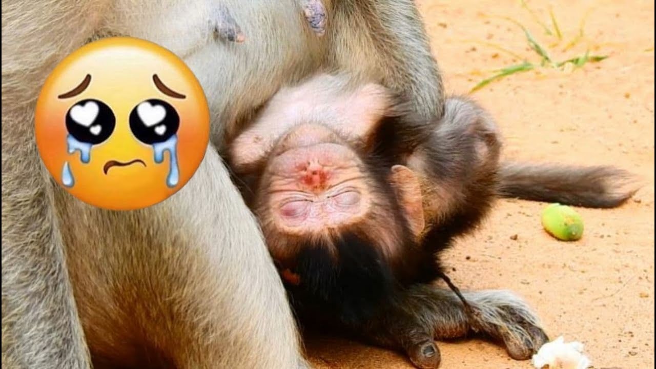 Can't stop my tears seeing poor newborn of Duchess really sick, rejected to drink milk all day