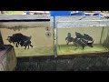 Butterfly koi fish black rare item import