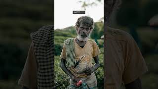 Before Afterfree Muted Green Desktop Mobile Lightroom Presets